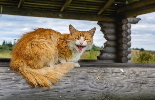 И снова день кошачий!