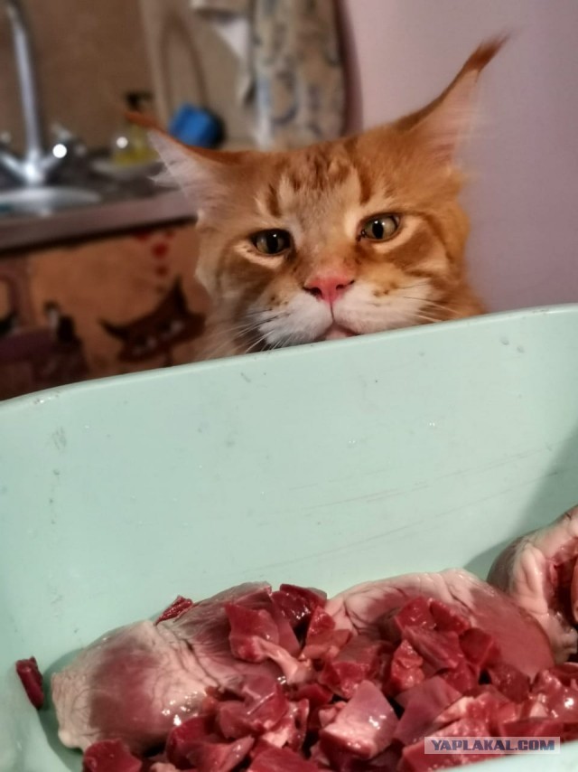 Оно же шевелится, значит можно