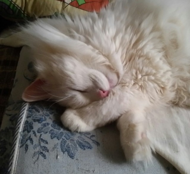 Ура! Котовторник.