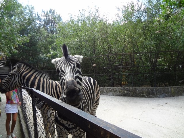 Впервые в Крыму