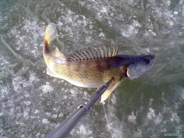 Рыбалки пост