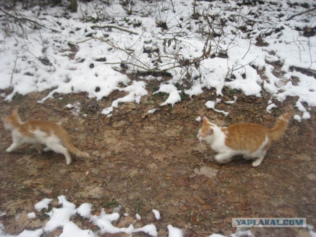 Жизнь домашнего приюта для котеек 423