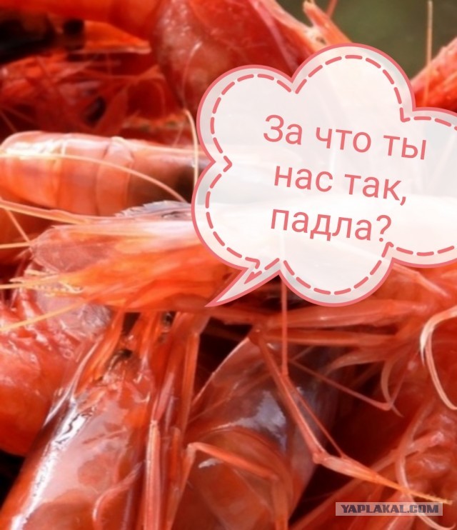 Мужчину осудили за унижение чести и достоинства РСП