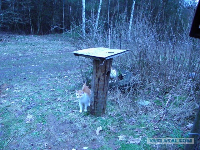 Жизнь домашнего приюта для котеек 436
