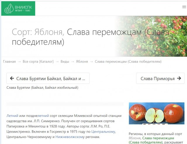 «Сидит бабушка, делать нечего и начинает придумывать»