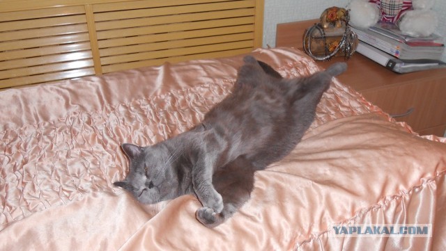 Котовторник 09.04.2013