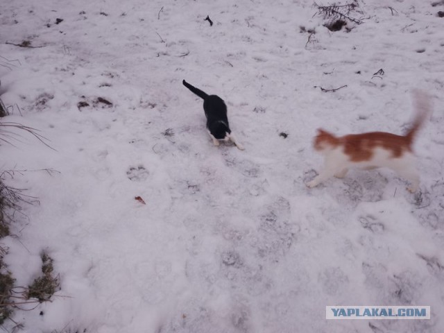 Жизнь домашнего приюта для котеек 474