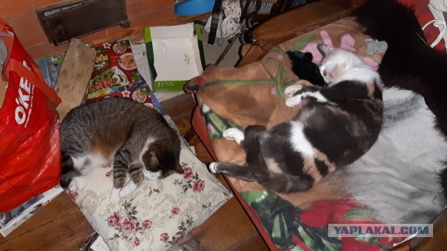 Вот и я стал рабом.