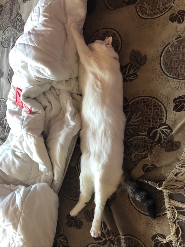 С котовторником ЯПовцы