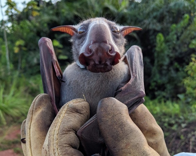 Этот зверь превратил свою морду в рупор для безумных воплей