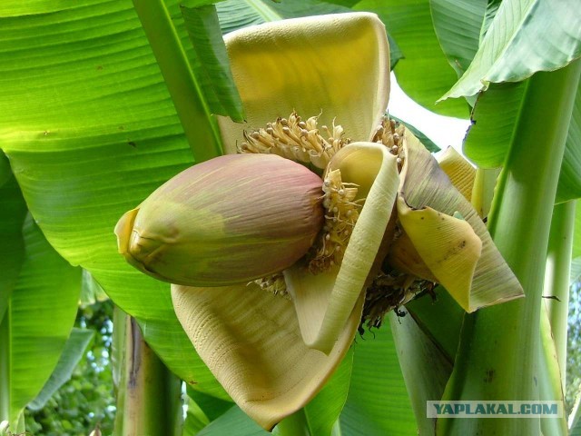 Этот страшный банан