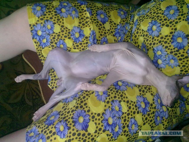 А в какой позе у вас спят кошки?