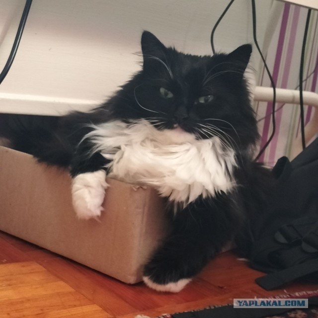 Всех с котовторником