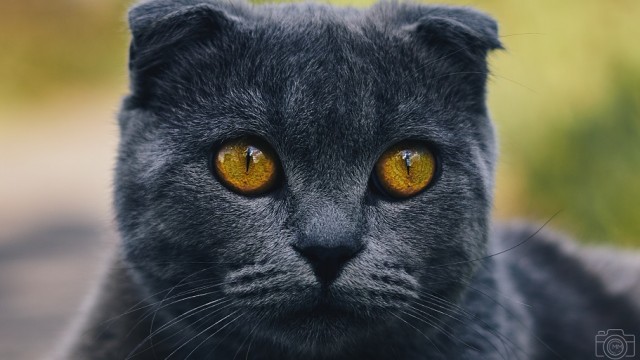 Котовторник в картинках