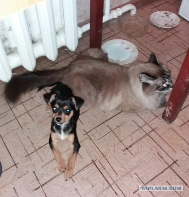 К собакочетвергу