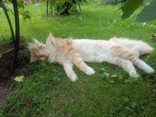 Мэйн-кун!  Котовторнику посвещается!