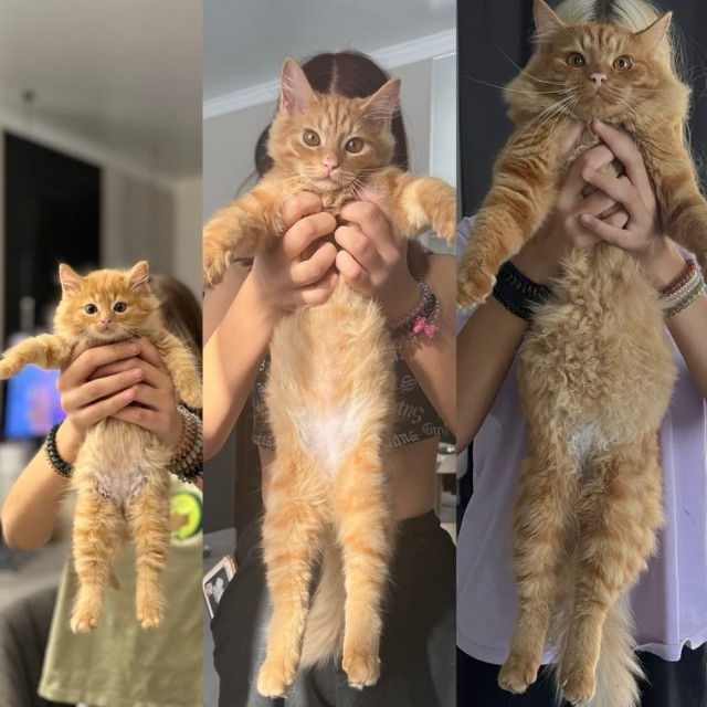 Котовторник, от мала до велика