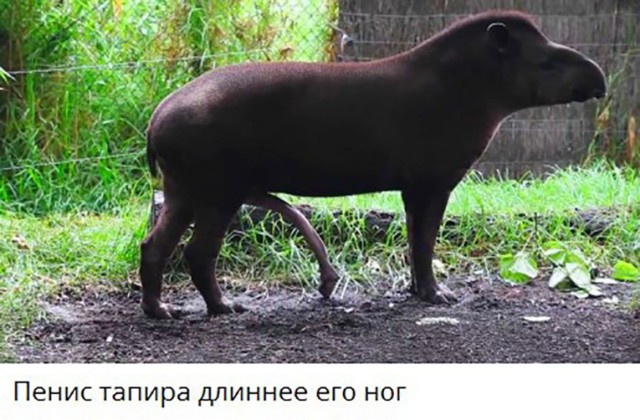 Подборка интересных фактов на все случаи жизни