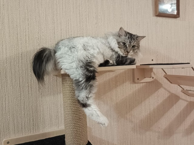 Хвостище для котовторника.