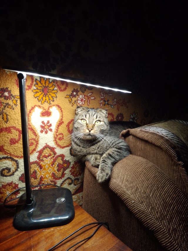 Он мяукал вежливо