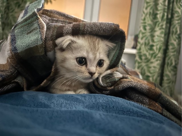 Котэ