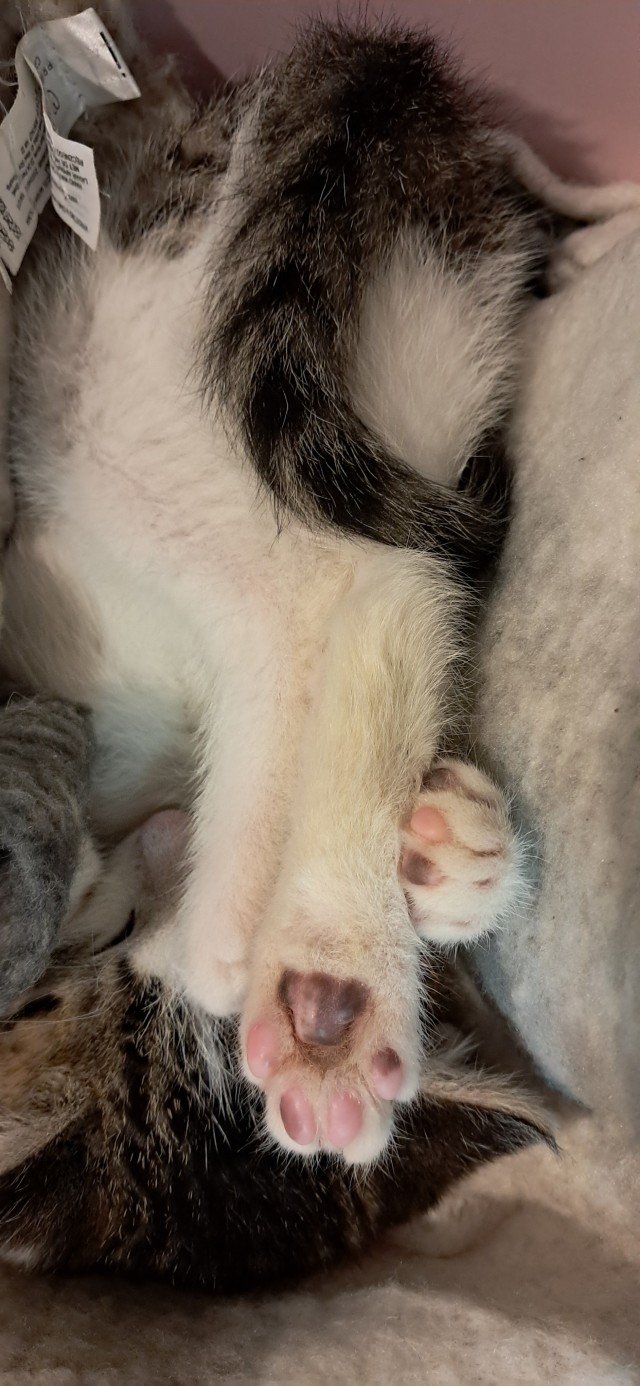 К котовторнику. Кот Роршаха