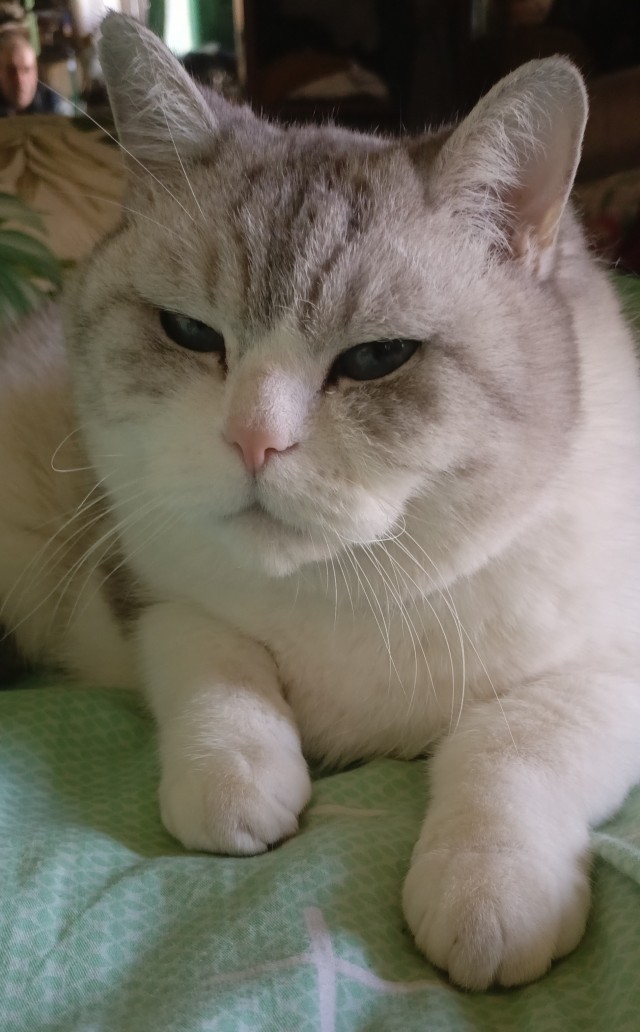 Совпало с котовторником.
