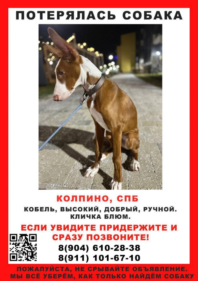 Охранник высадил породистого пса из электрички в Ленинградской области