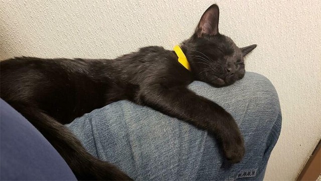Коты, которые смирились со своей участью