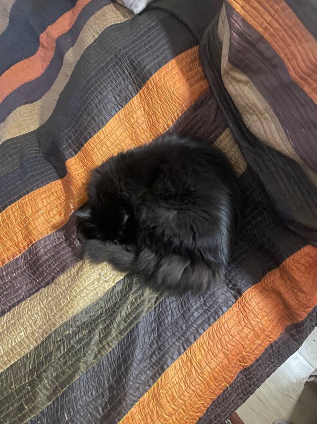Спящий кот