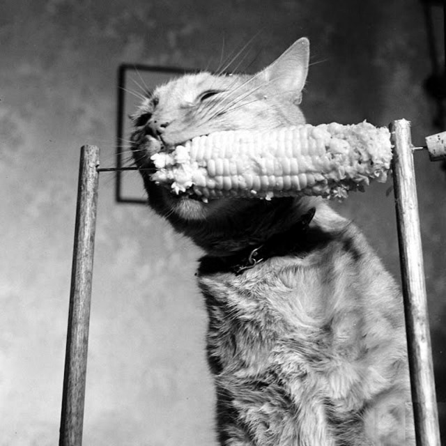 Дневник Домового. Первомай