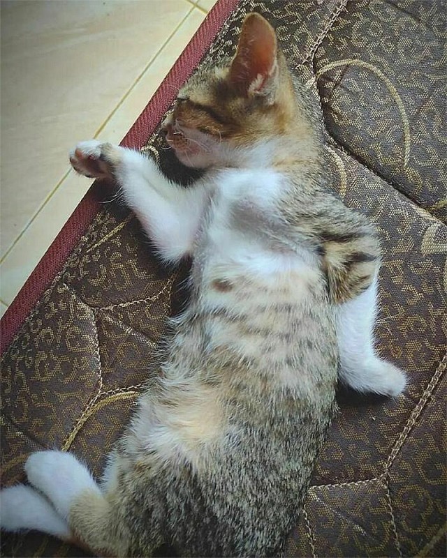 Смешные коты, которые бы победили на конкурсе абсурдных фотографий