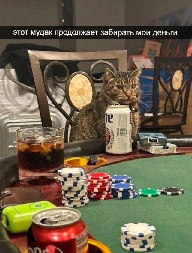 К котовторнику: подборка картинок-баянов с котиками и про котиков. Выпуск 12
