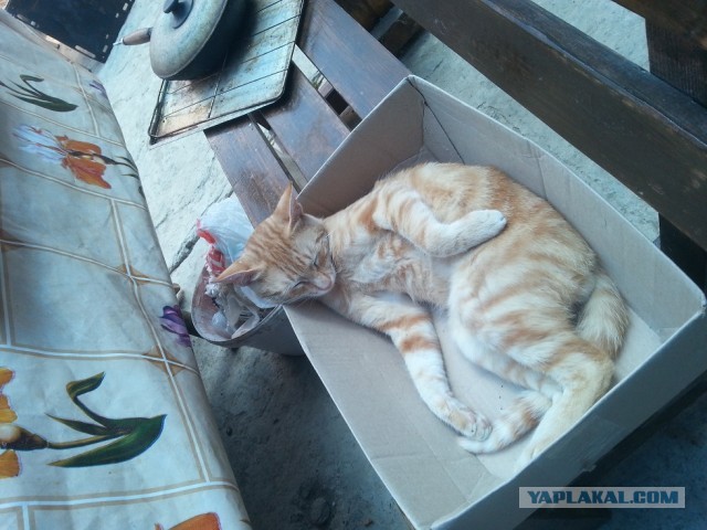 Котовторник 25.06.2013