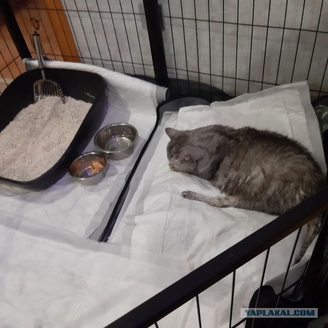 Котэ в возрасте