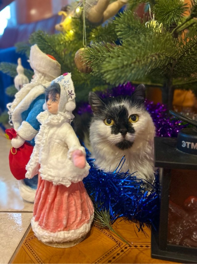 Котовторник ёлочный