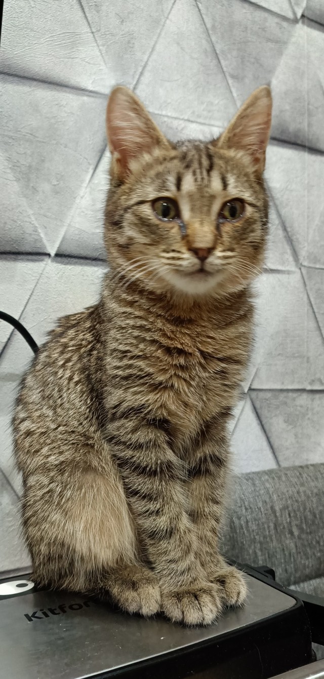 Котовторник же!
