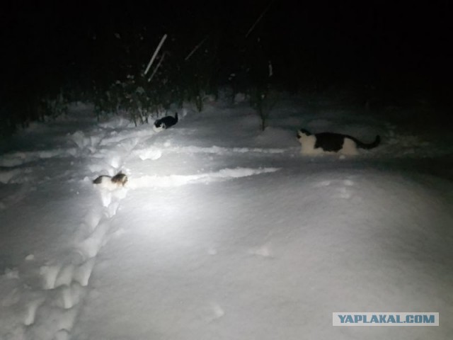 Жизнь домашнего приюта для котеек 568
