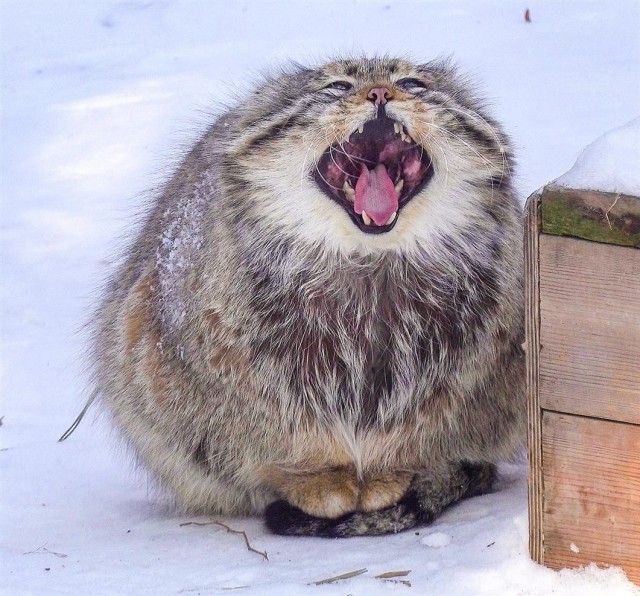 Фенек, который использует свой хвост как подушку для лап.