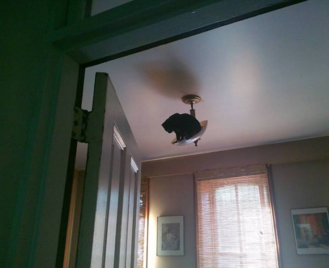 Котовторник 23.07.2013