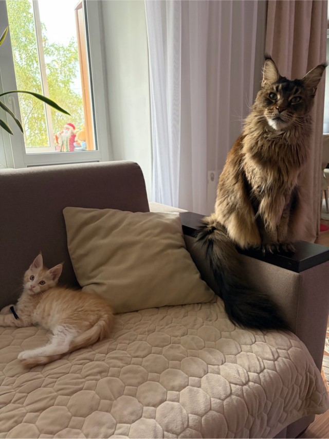 Очередной котовторник