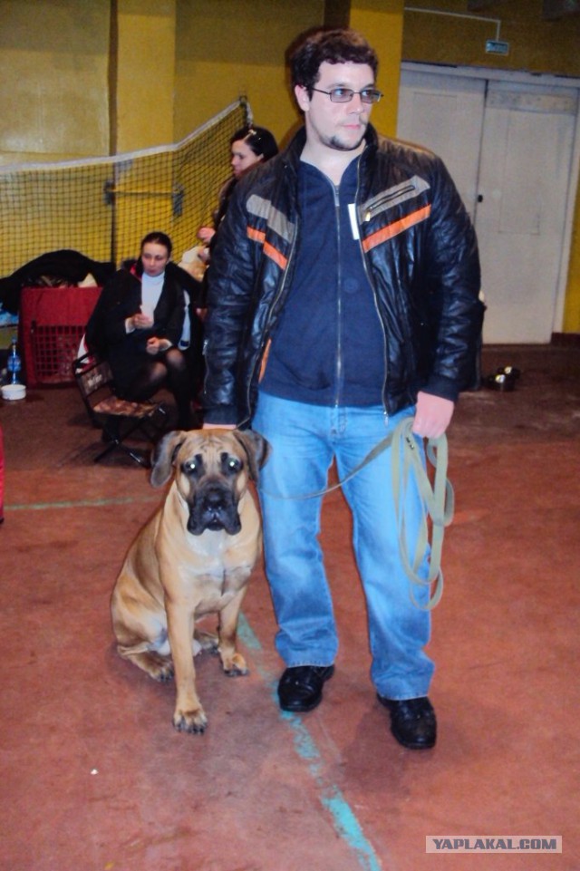 О, my dog