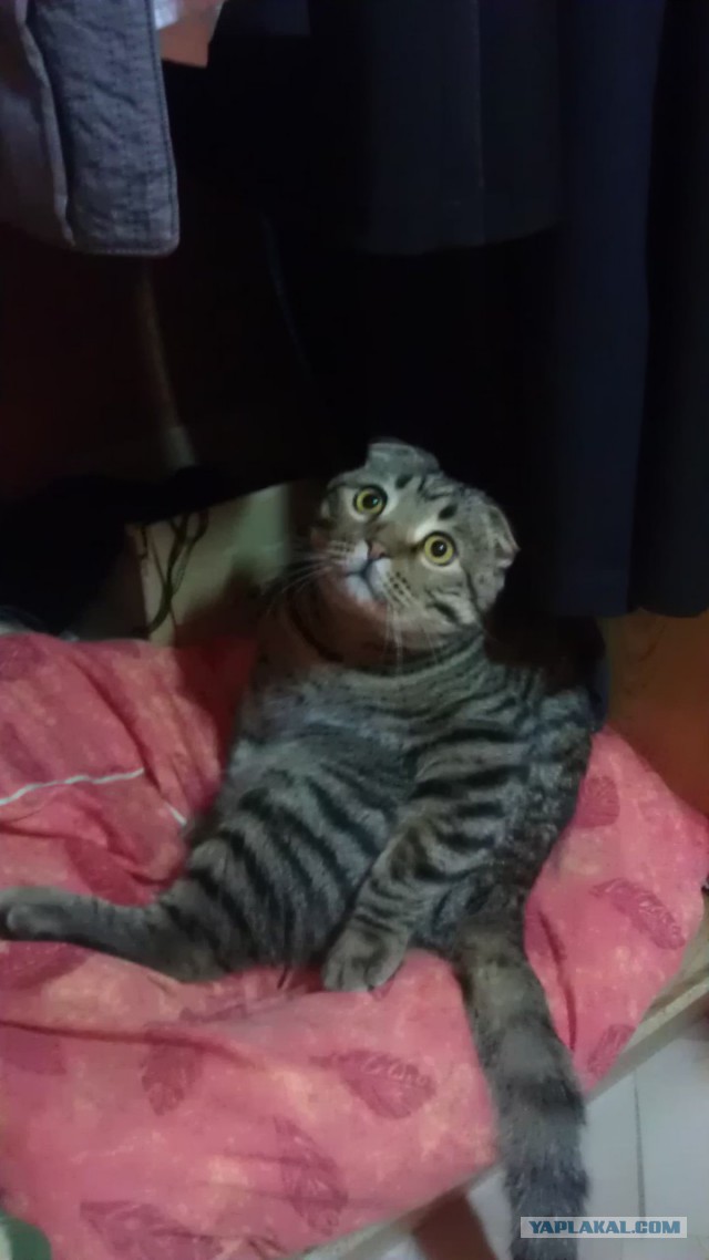 Котовторник 18.03.2014