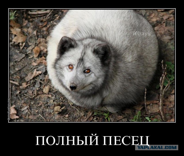 Нечистоплотный квартирант