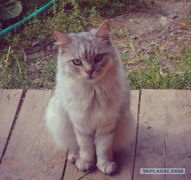 Котовторник 01.04.2014