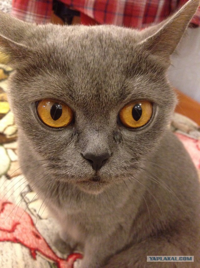 Котовторник 22.04.2014