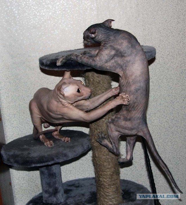 Смешные картинки