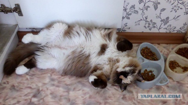 Котовторник 01.07.2014