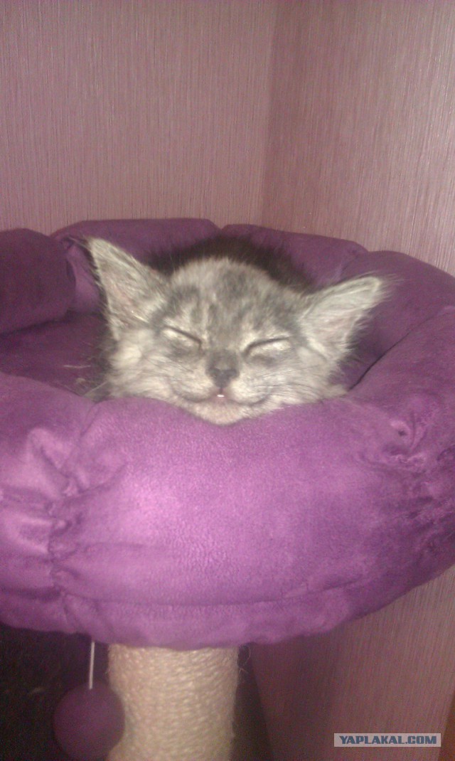 Котовторник 09.09.2014