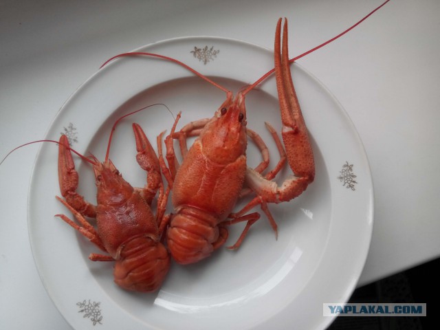 Ситуации, которые бесят всех. Часть 1.